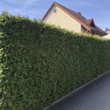 Hecke ersetzen durch Scihtschutz voher